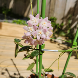 Hoya thomsonii pink