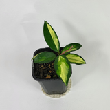 Hoya krimson princess
