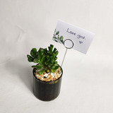 Cacti- Pots of Joy collection