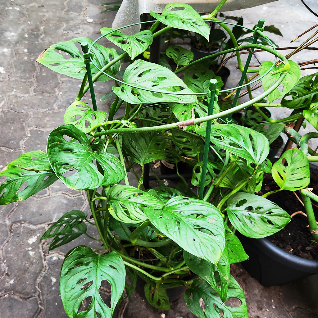 monstera adansonii nz Monstera monkey mask (Monstera adansonii) large – Plantis