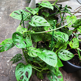 Monstera monkey mask (Monstera adansonii) large