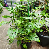 Monstera monkey mask (Monstera adansonii) large