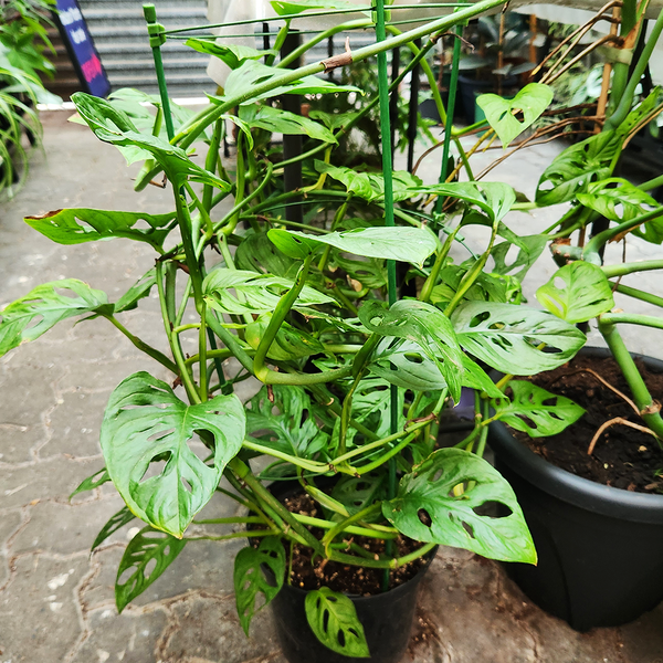 monstera monkey mask vs adansonii Monstera monkey mask (Monstera adansonii) large – Plantis