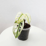 Variegated monstera adansonii