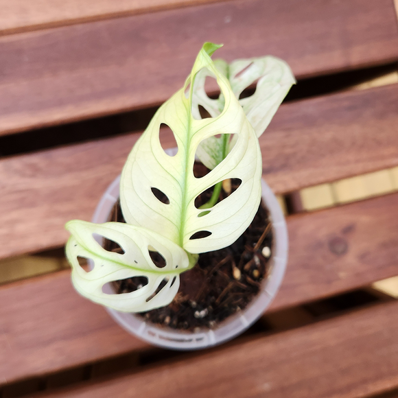 Variegated monstera adansonii