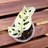 Variegated monstera adansonii