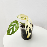 Variegated monstera adansonii
