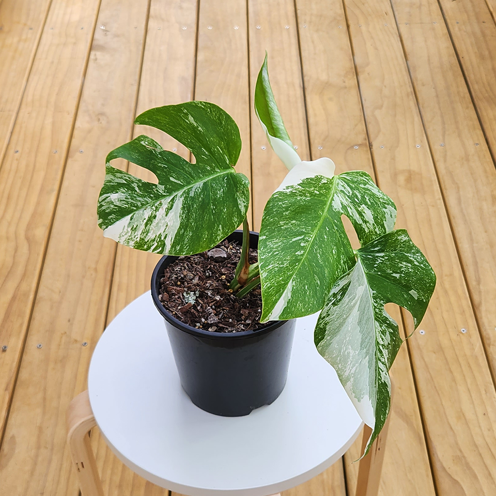 monstera deliciosa albo variegata nz Variegated Monstera Borsigiana Albo – Plantis