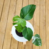 Variegated Monstera Borsigiana Albo