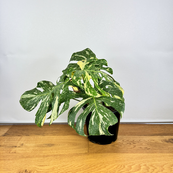 Monstera Thai Constellation