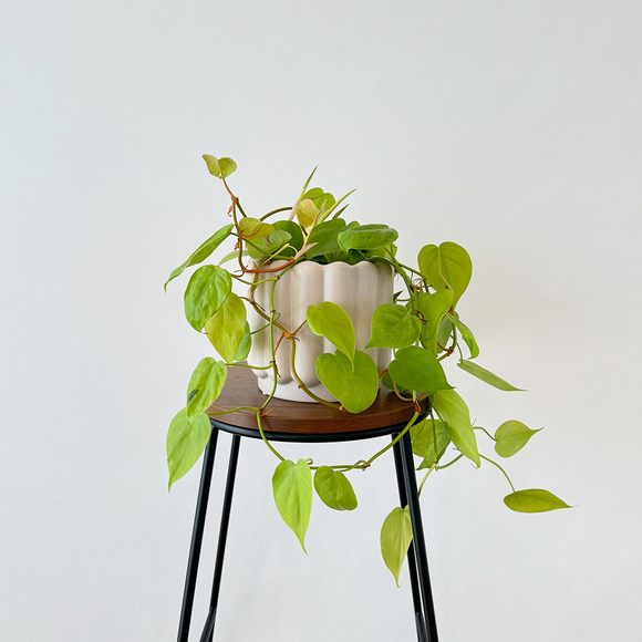 Philodendron neon