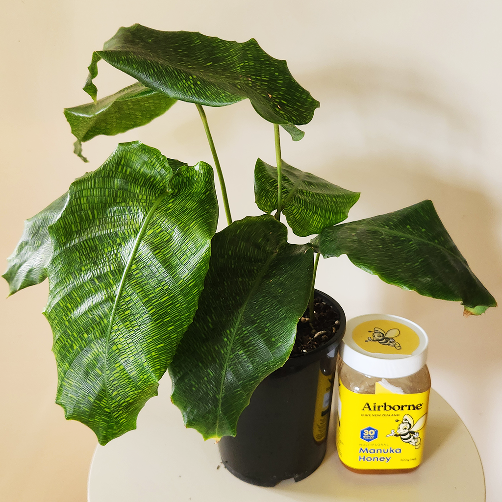 Calathea musaica 'Network' – Plantis