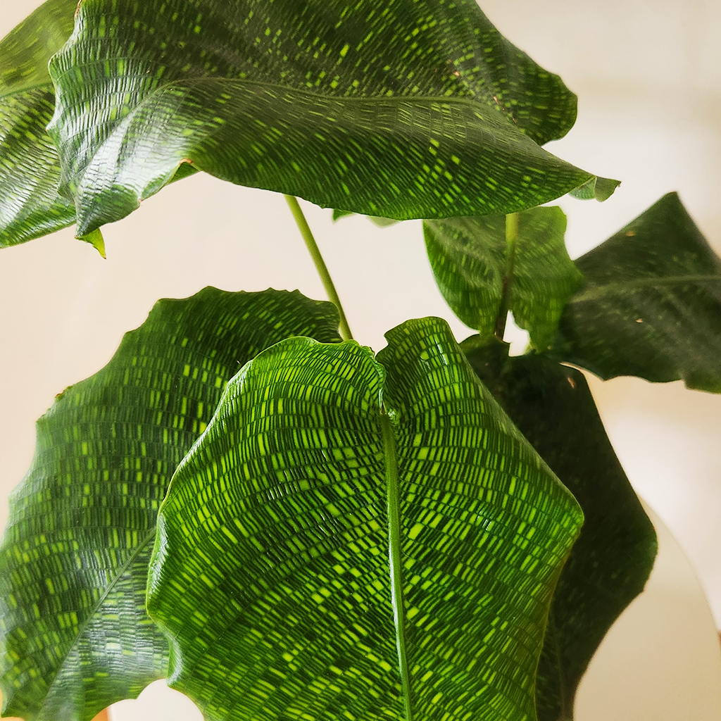 Calathea musaica 'Network' – Plantis