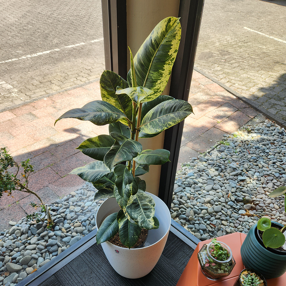 Rubber plant shivereana with cover pot