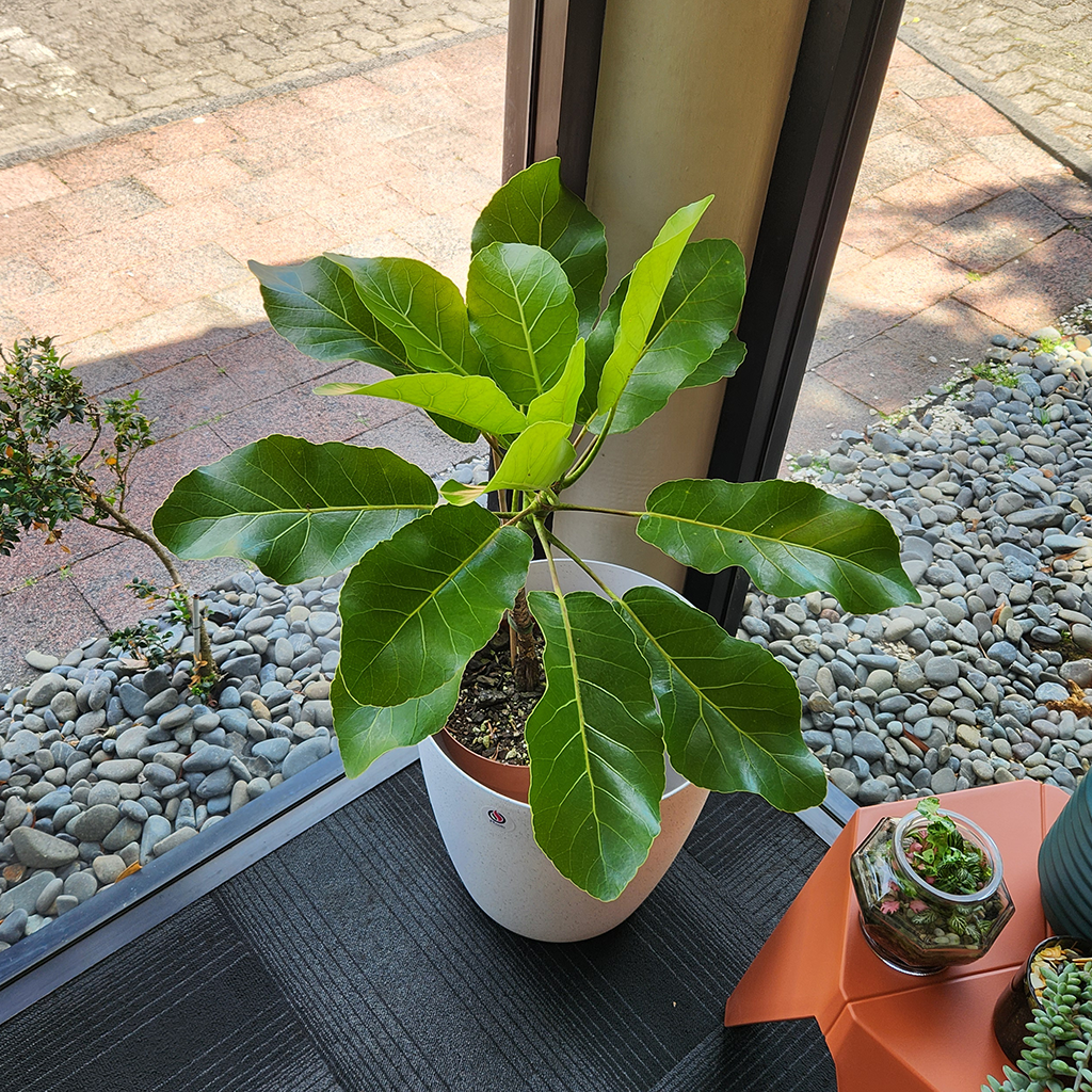 Puka tree (Meryta sinclairii) with cover pot – Plantis