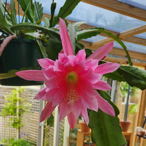 Orchid Cactus - Epiphyllum