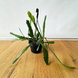 Orchid Cactus - Epiphyllum