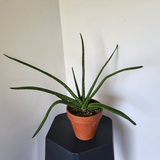 Ox tongue plant (Gasteria trigona)