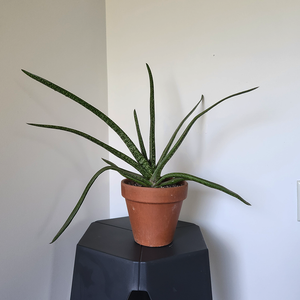 Ox tongue plant (Gasteria trigona)