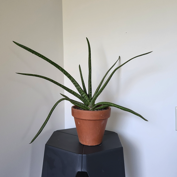 Ox tongue plant (Gasteria trigona)