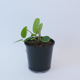 Chinese money plant, Pancake plant (Pilea Peperomioides)