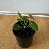 Chinese money plant, Pancake plant (Pilea Peperomioides)