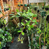 Beetle Peperomia (Peperomia quadrangularis)