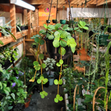 Peperomia hope
