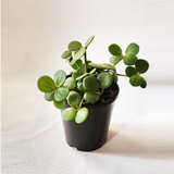 Peperomia hope