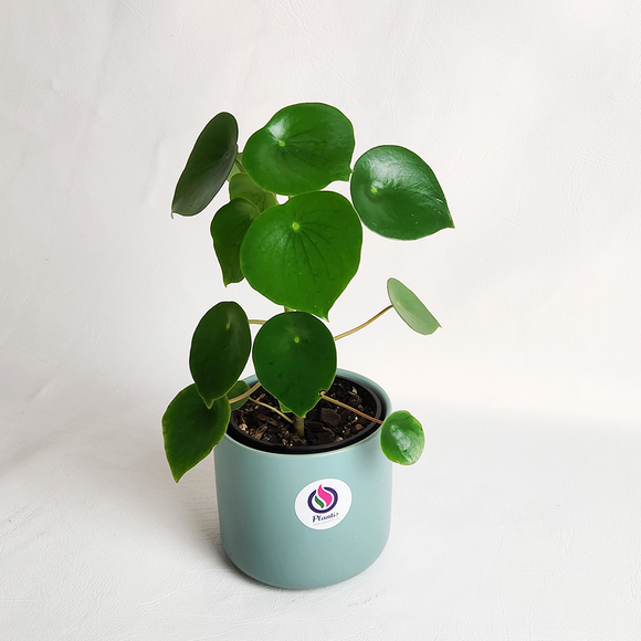 Peperomia polybotrya in Ceramic Pot