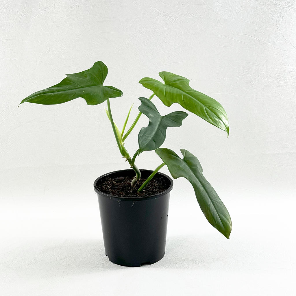 Philodendron bipennifolium-Fiddle Leaf Philodendron (Horse Head) – Plantis
