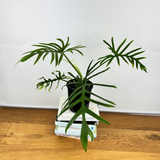 Philodendron elegans