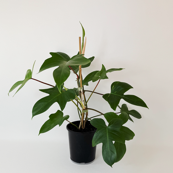 Philodendron Florida
