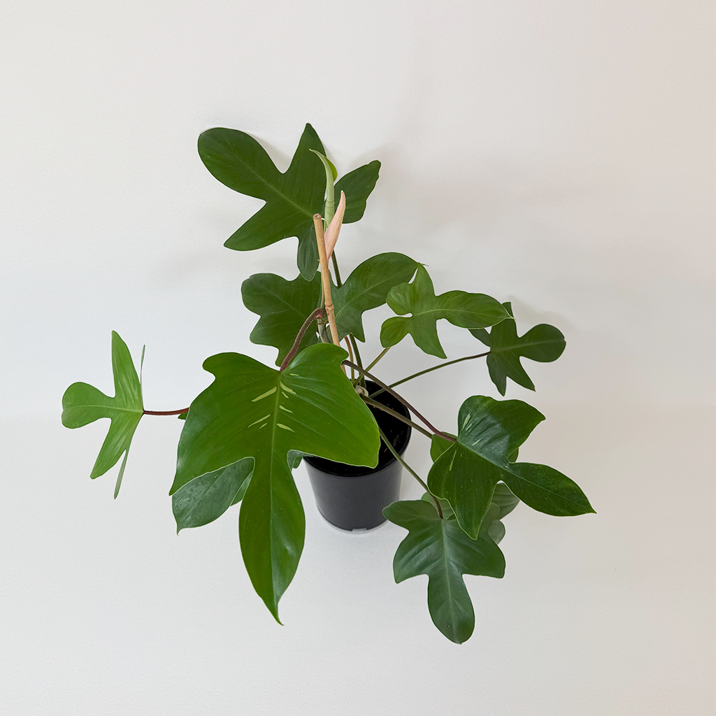 philodendron pedatum reindeer Philodendron Florida – Plantis