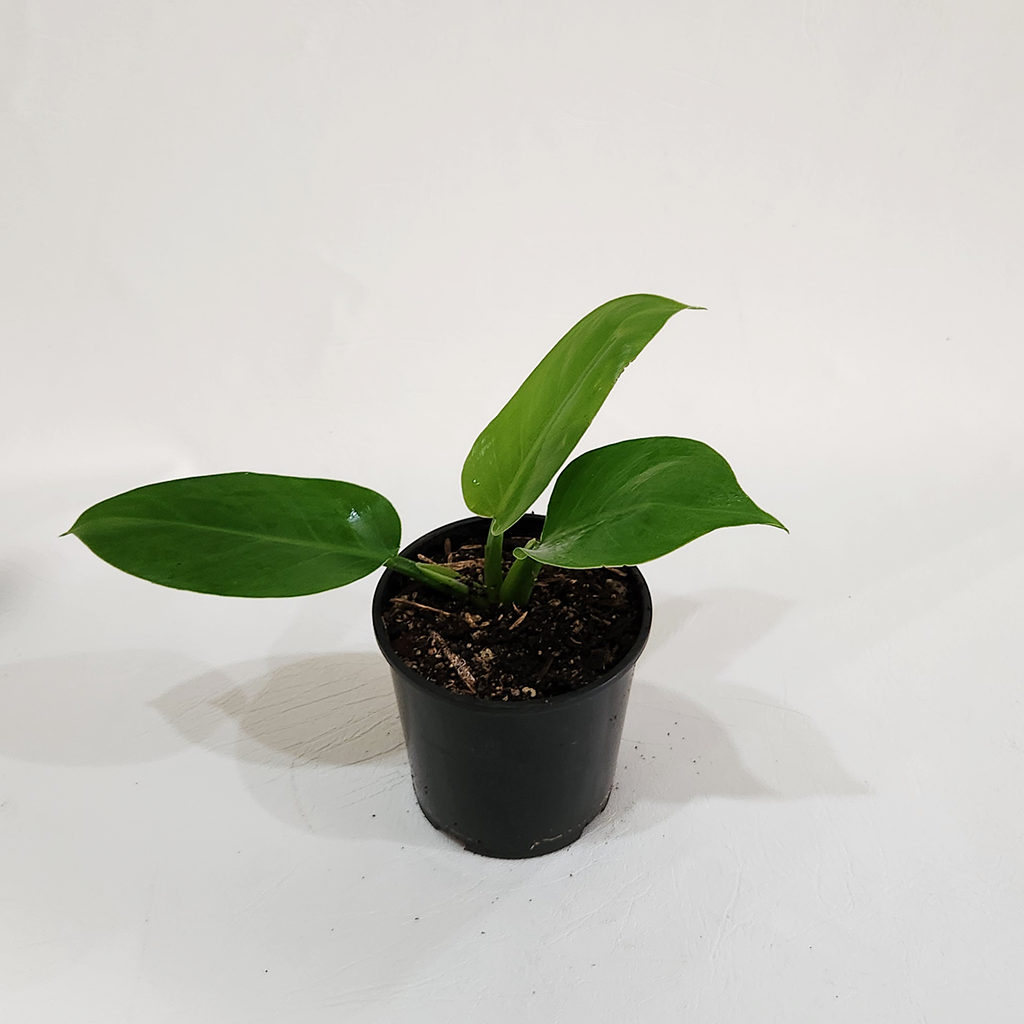 philodendron green princess nz Philodendron Green Princess – Plantis