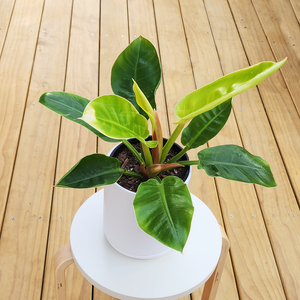 Philodendron Imperial Green in Ceramic Pot