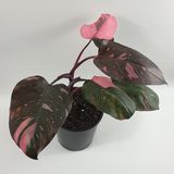 Pink Princess Philodendron