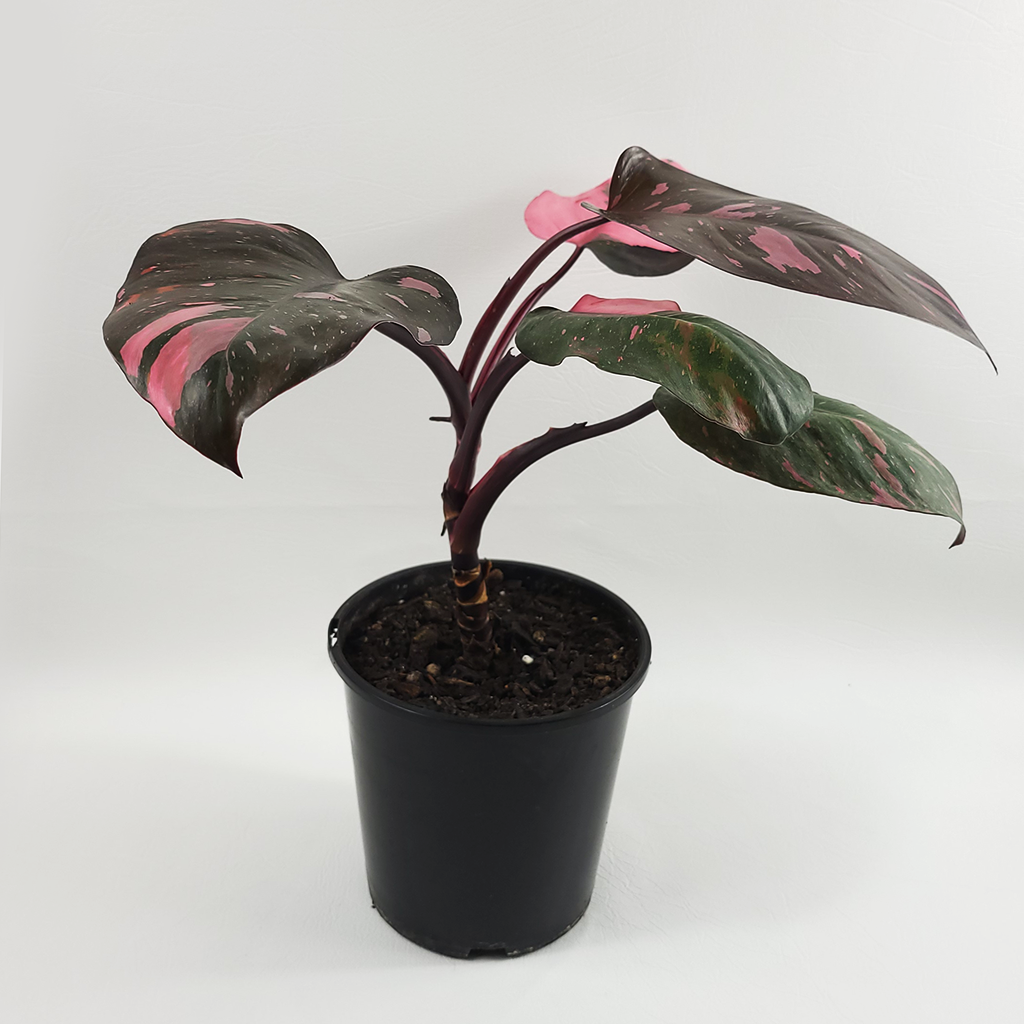 Pink Princess Philodendron  Plantis
