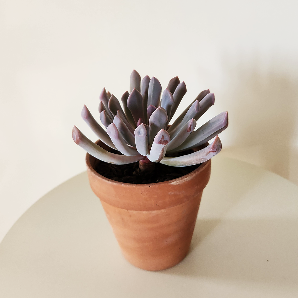 succulent pots nz Succulent 10cm
