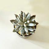 Succulent 10cm - Pots of Happiness collection