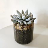 Succulent 10cm - Pots of Happiness collection