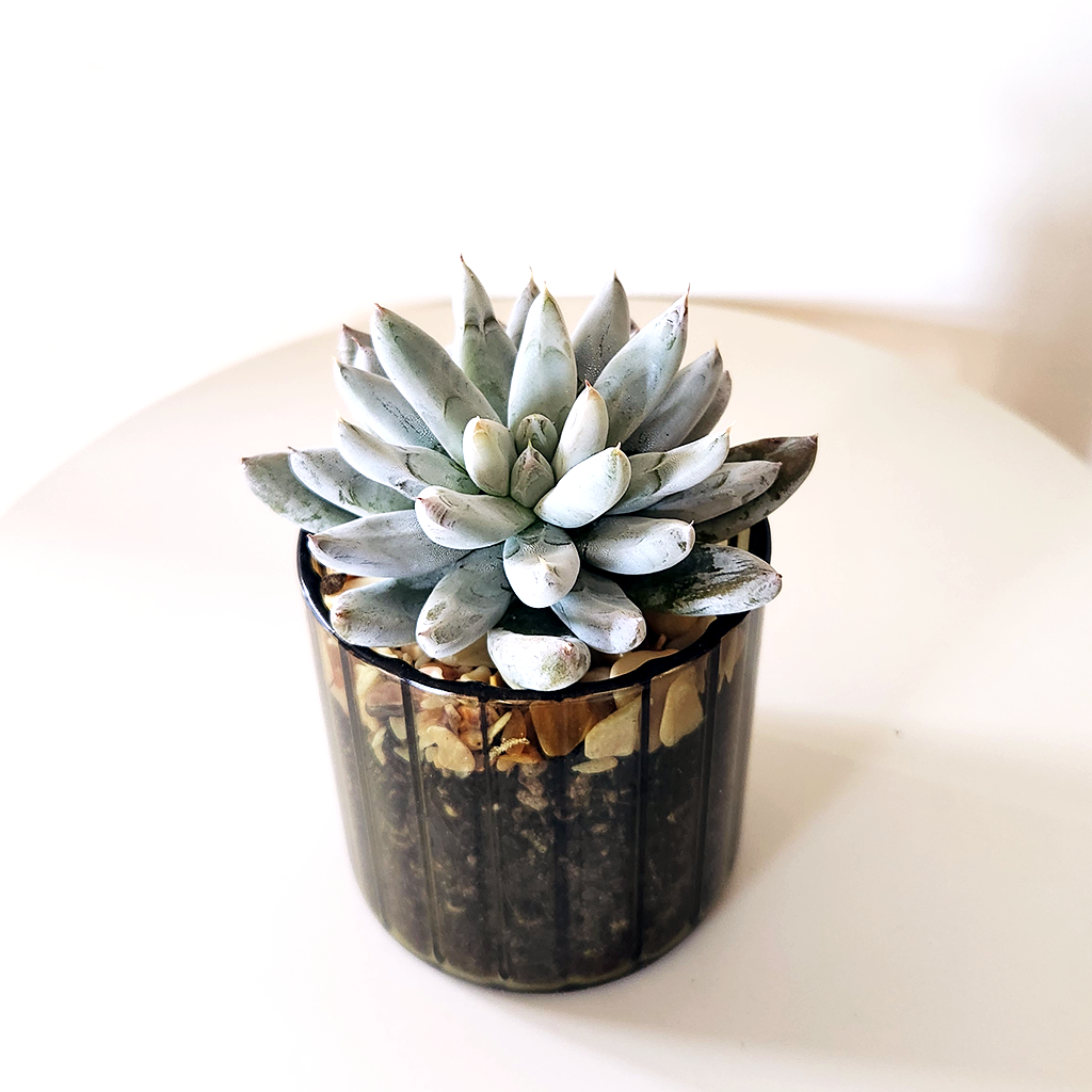 succulent pots nz Succulent 10cm