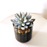 Succulent 10cm - Pots of Happiness collection