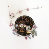 Succulent 10cm - Pots of Happiness collection