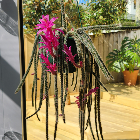 Rat tail cactus
