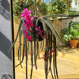 Rat tail cactus