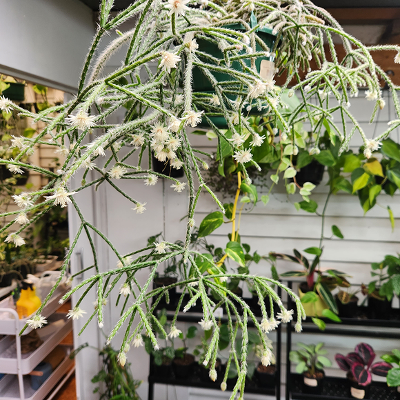 Rhipsalis pilocarpa (Hairy-fruited wicker ware cactus)