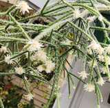 Rhipsalis pilocarpa (Hairy-fruited wicker ware cactus)