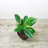 Rubber Plant (Fiscus elastic)
