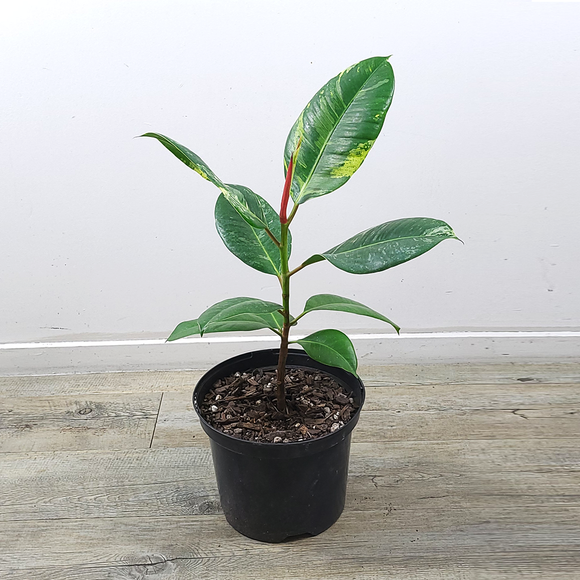 Rubber Plant (Fiscus elastic)